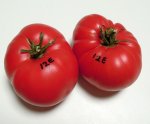 12ERosellaCrimsonF6