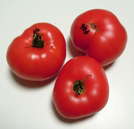46RosellaCrimsonF6