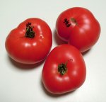 46RosellaCrimsonF6
