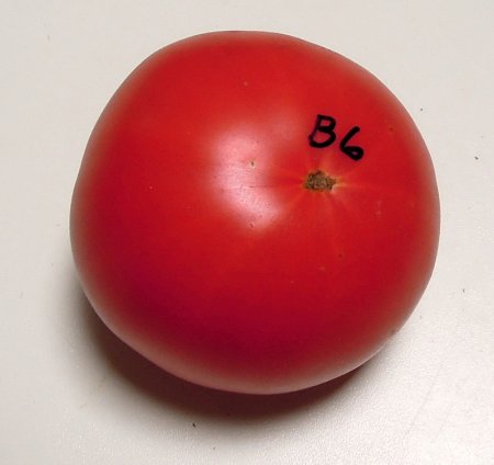 B6SweetAdelaideF6