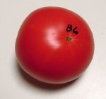 B6SweetAdelaideF6