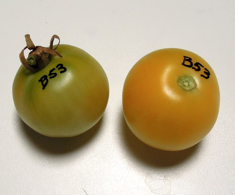 B53BarossaMoonF4