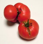 A13RosellaCrimsonF8
