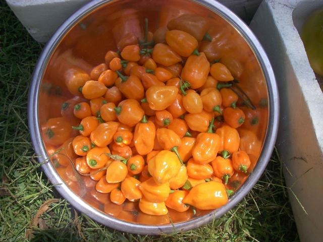 1. Orange Habs.