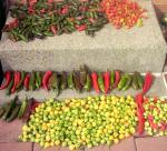 pepper harvest