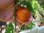 Orange Manzano