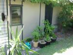 Potted Chillies