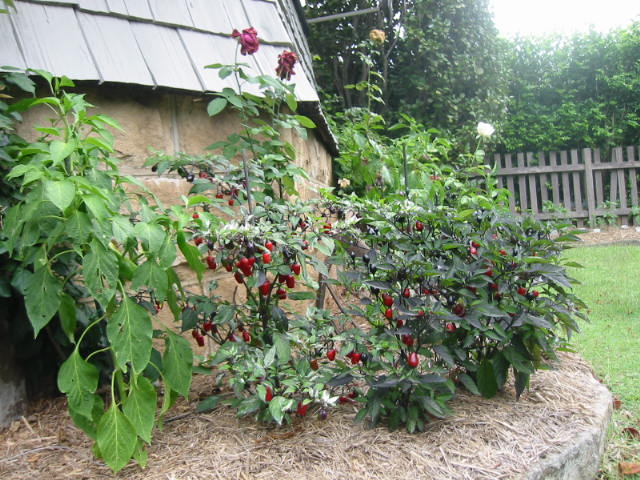 Front Yard 2.