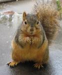 Squirrel_0665