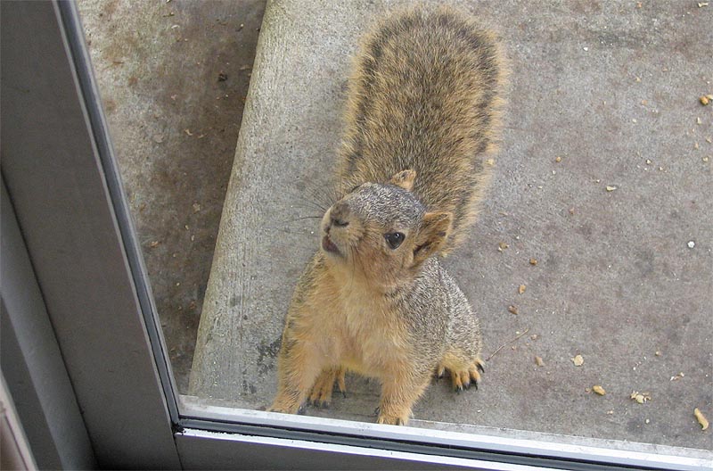 Squirrel_0668