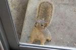 Squirrel_0668