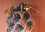 Paper Wasp