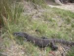 1. Goanna