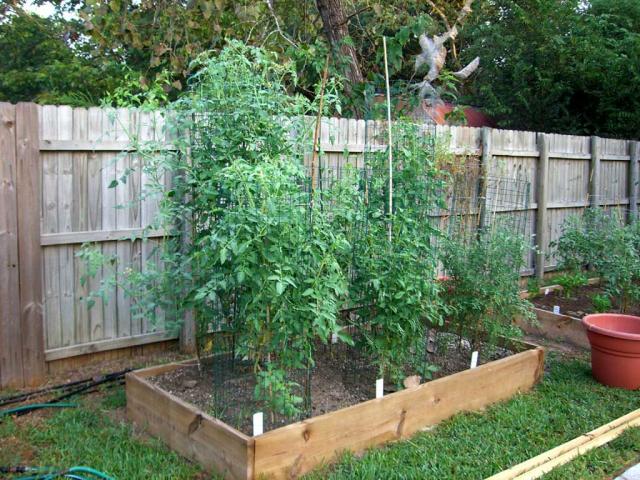 CIMG1432-newtomatobeds5