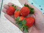CIMG2033-strawberrybed9.jpg