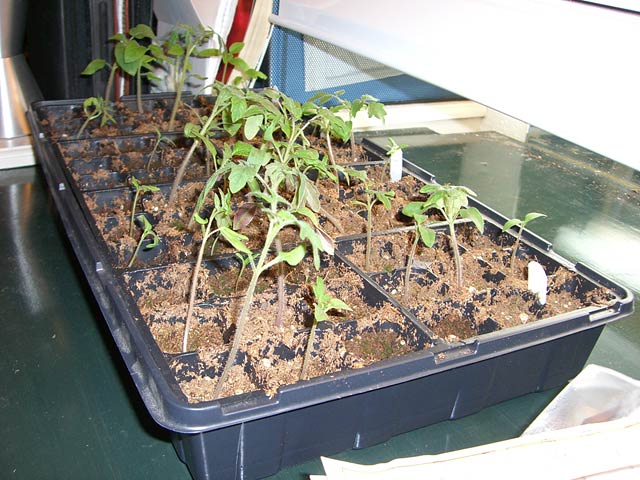 CIMG1144-seedlings3