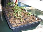 CIMG1144-seedlings3