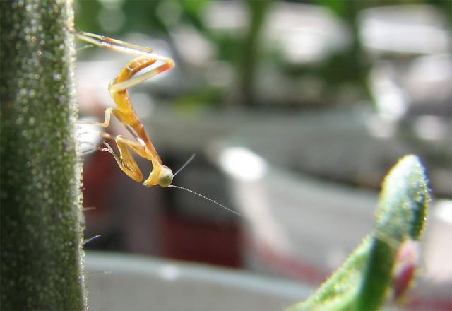 New Mantis