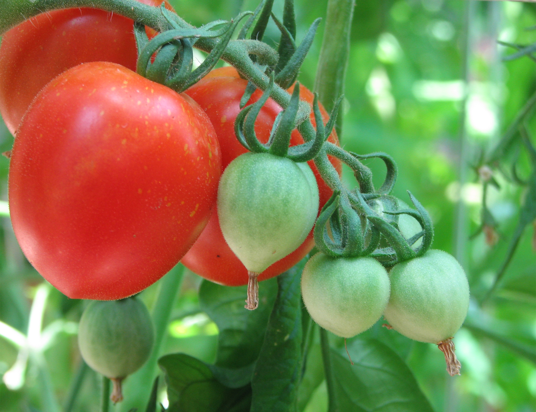 ripe kimberly