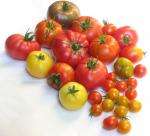 tomato1