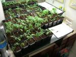 CIMG1192-seedlings6