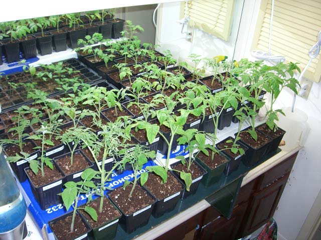 CIMG1217-seedlings10