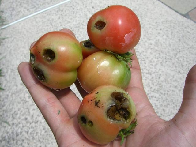 CIMG2377-fruitwormdamage.jpg