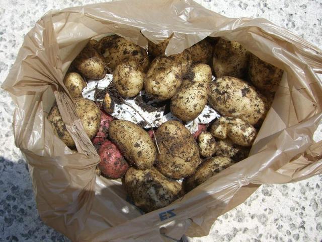 CIMG2411-potatoes34.jpg