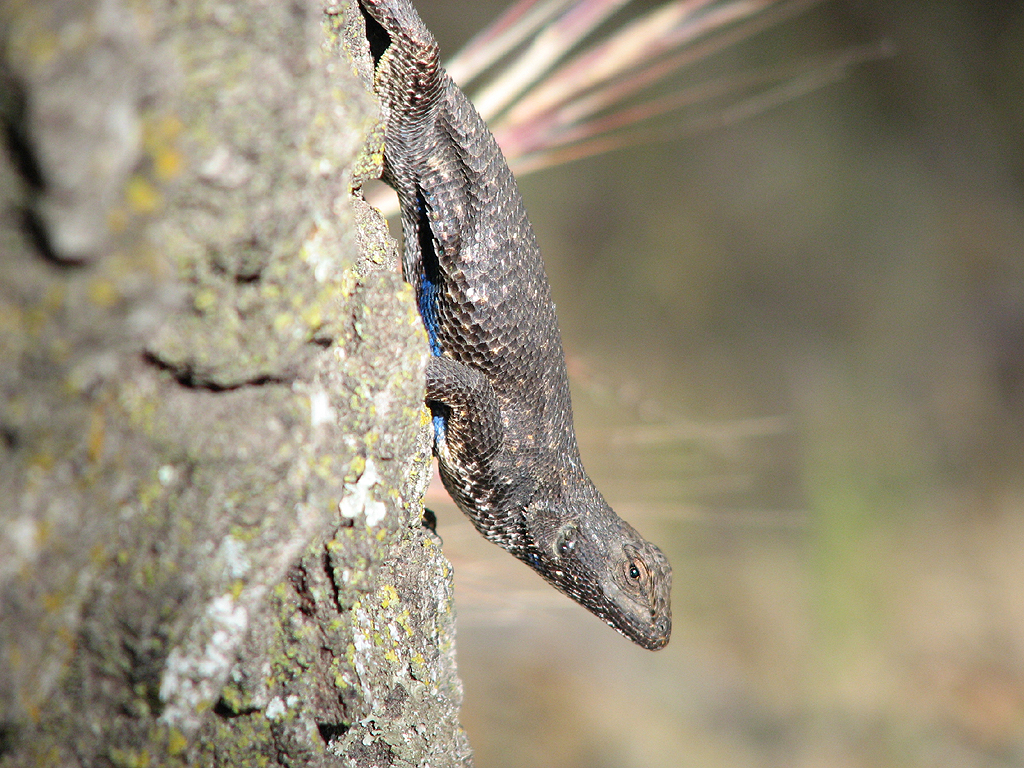 Blue-belly Lizard 1
