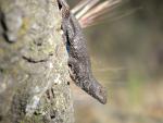 Blue-belly Lizard 1