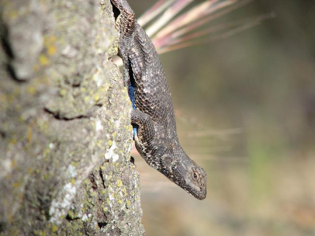 Blue-belly Lizard 1