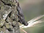 Blue-belly Lizard 2