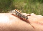 Douglas-fir Tussock Moth Caterpillar