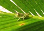 Grasshopper