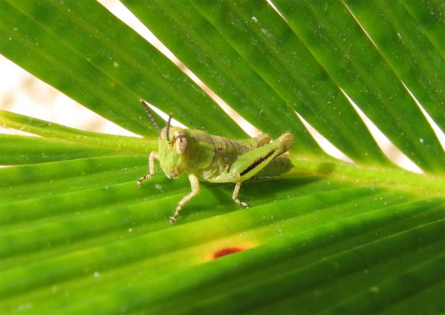 Grasshopper