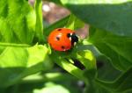 Lady Bug on Nu Mex Big Jim