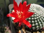 Red cactus flower