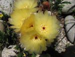 Yellow Cactus Flower