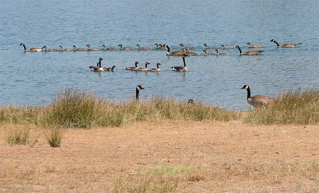 Geese 1