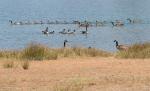 Geese 1