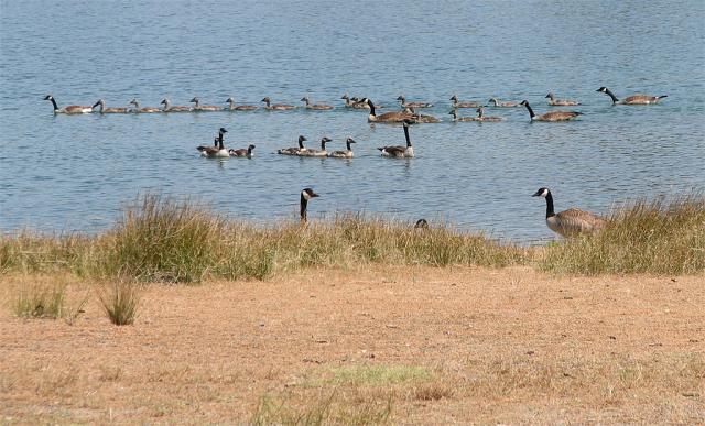 Geese 1