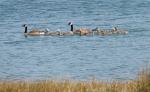 Geese 2
