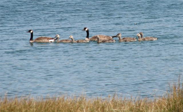 Geese 2