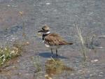 Kildeer