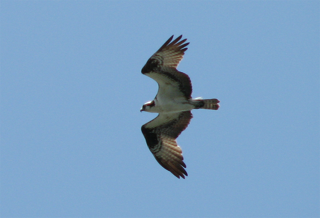 Osprey