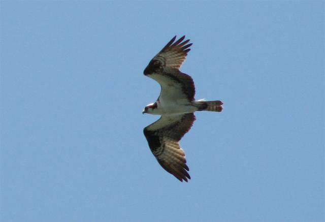 Osprey