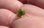 The Unknown Bug