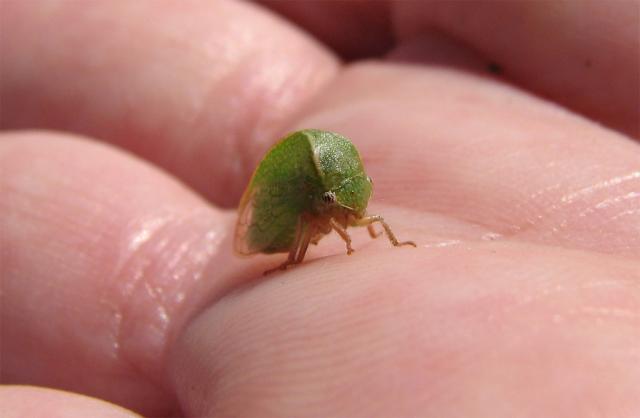 The Unknown Bug