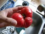 USPS Tomatoes to Houston - Marianna's Peace