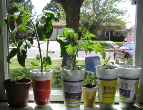 Tomato Transplants in Window